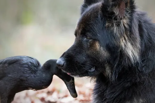 Непривычно и мило: как живет пес, который дружит с уткой и голубями