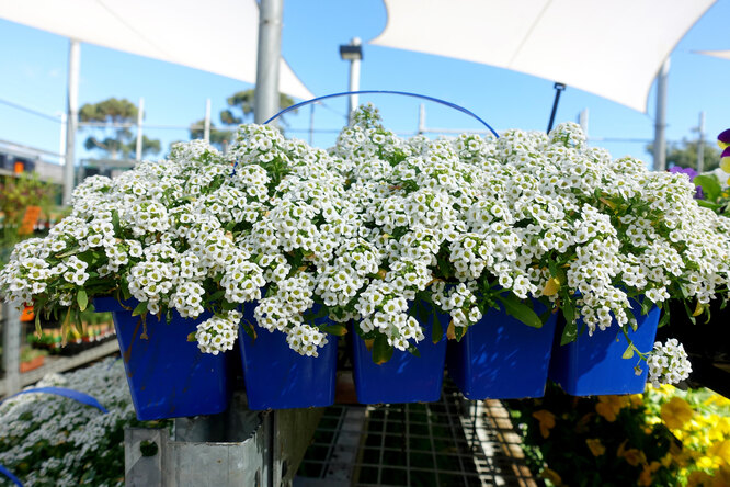 Alyssum v závěsných květináčích