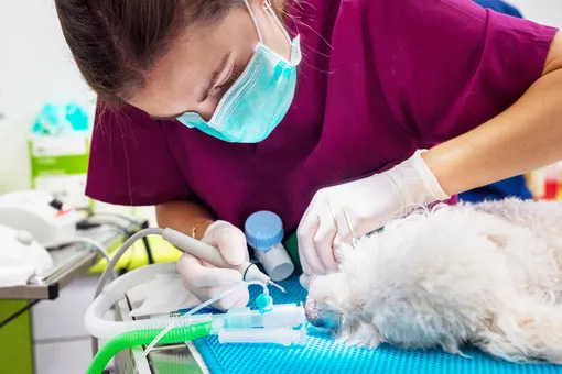 Собака у стоматолога: фото, проблемы с зубами у собак