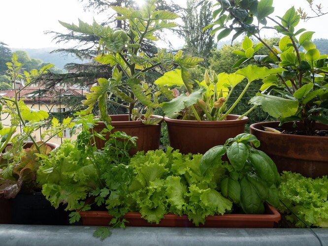 Огород на балконе не может соревноваться с дачным участком в плане количества выращиваемых культур, но вы удивитесь узнав, какие возможности у него есть