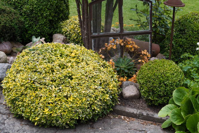 Euonymus fortunei/Euonymus fortunei