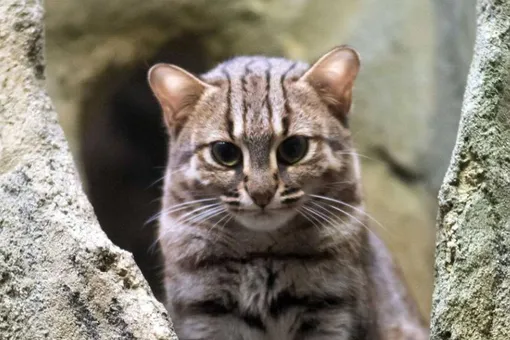 «Маленькое чудо»: в российском зоопарке родились редчайшие в мире котята