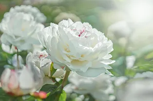 Самые красивые сорта белых пионов и что сделать, чтобы у них было много пышных цветов
