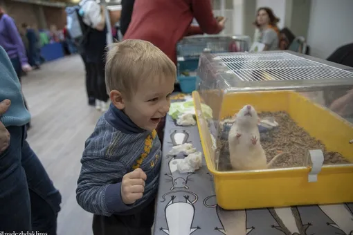 Фестиваль «Кошки-Мышки» с животными из приютов пройдет 10 апреля в Москве