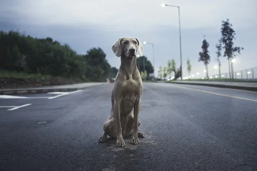 Собака сидит на дороге