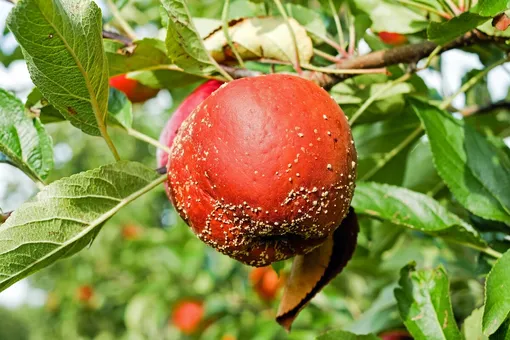 Какие болезни поражают плодовые деревья и кустарники