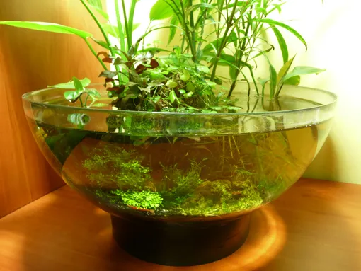 Вода для аквариумных растений