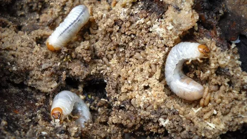 Как бороться с личинками майского жука биологическими средствами