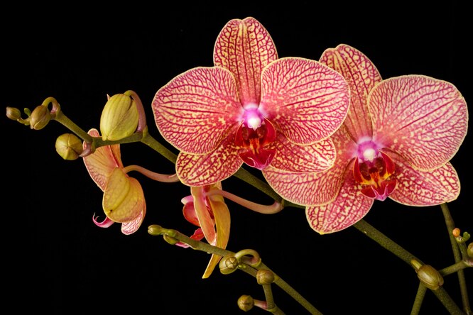 Чек-лист: как выбрать орхидею при покупке и какая лучше всего для новичков
