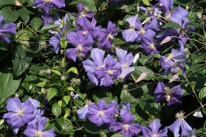 Clematis: je možné pěstovat v nádobě a na balkóně?