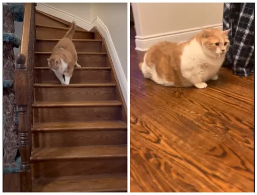 кот с ожирением