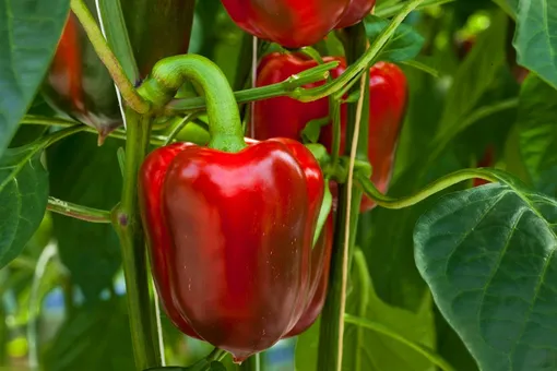 3 рецепта натуральных подкормок для перцев: ускоряем налив плодов в августе