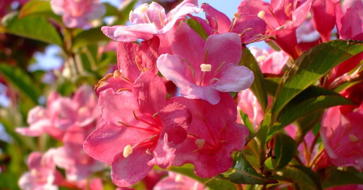 Pieris Mountain Fire Red And Green Shiny Foliage - PlantingTree Shade shrubs, Sh