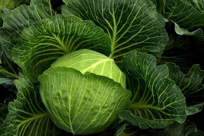 Jak pěstovat bohatou úrodu zelí v jakémkoli regionu: 9 tajemství