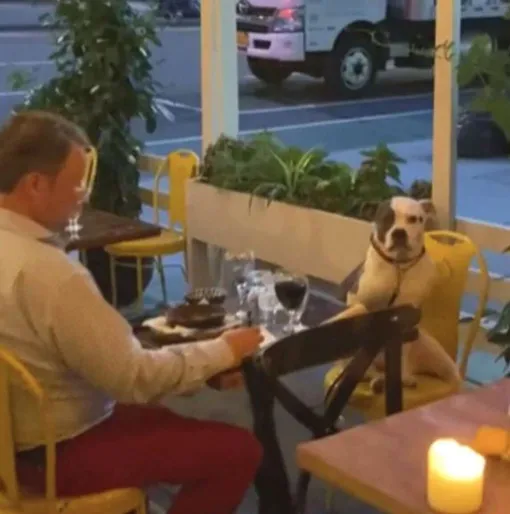 парень и собака ужинают