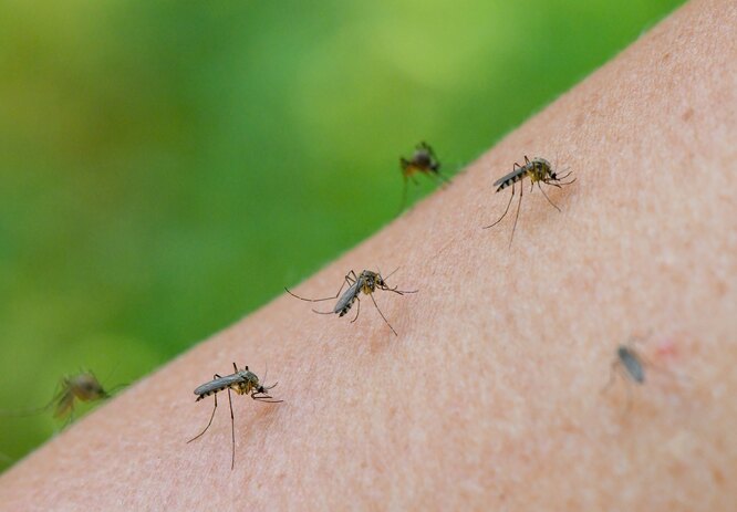 Комаров привлекает первая группа крови.