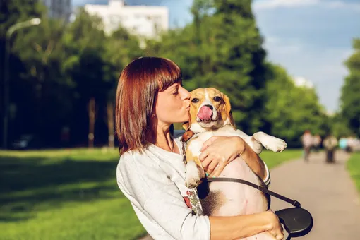 почему собакам не нравятся, когда их целуют
