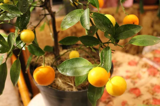 Как получить урожай мандаринов в домашних условиях