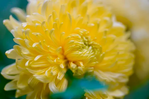Хризантемы не боятся лёгкого мороза и радуют широким спектром расцветок