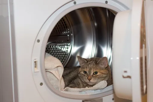 Машинка стирала уже 20 минут, когда хозяева заметили в ней кошку