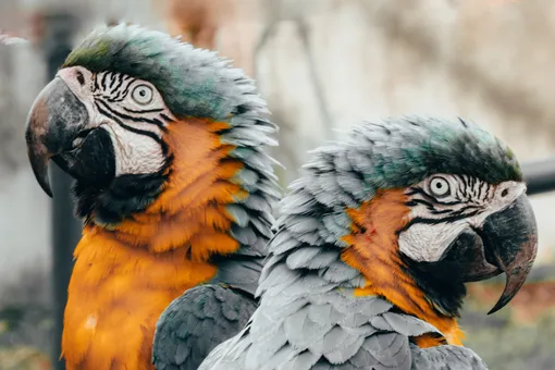 Какого попугая лучше выбрать новичку: топ-5 видов