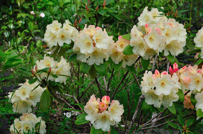 Рододендрон — если долго вдыхать аромат цветков, может начаться головокружение