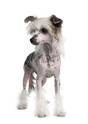 Породы миниатюрных собак, крохотные собачки: правда и мифы, фото, описание
