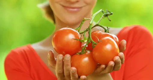 Чаще собирайте помидоры с растения