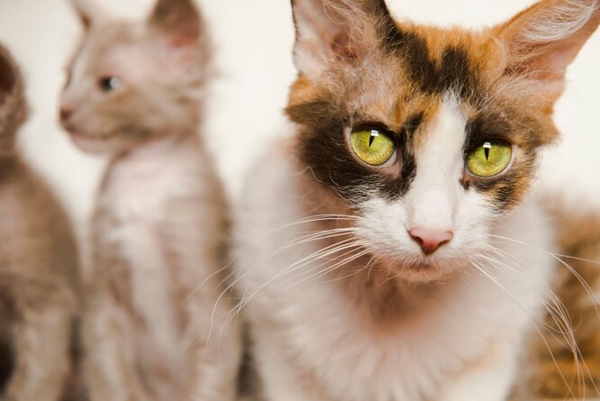 Особый окрас