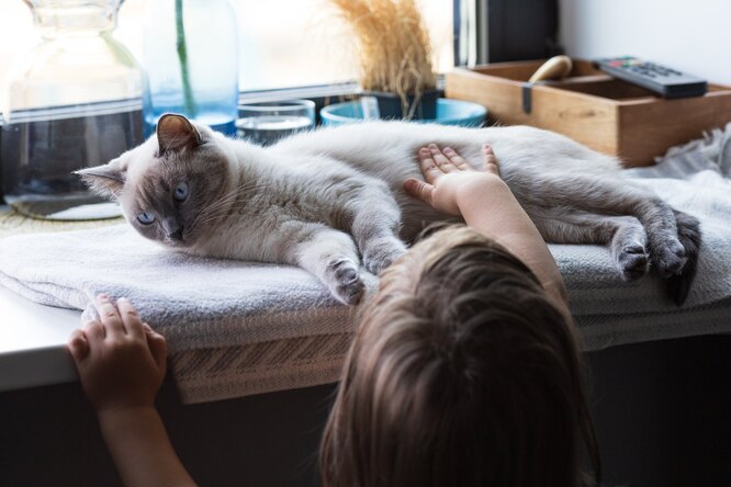 Кого завести: кота или кошку? Плюсы и минусы котов и кошек в квартире