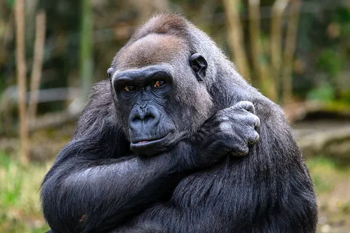 «Мой крошка»: ветцентр снял нежные кадры знакомства мамы-гориллы с новорожденным