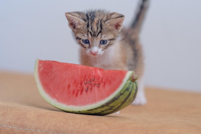 7 необычных запахов, вызывающих возбуждение у кошек 7 необычных запахов, вызывающих возбуждение у кошек