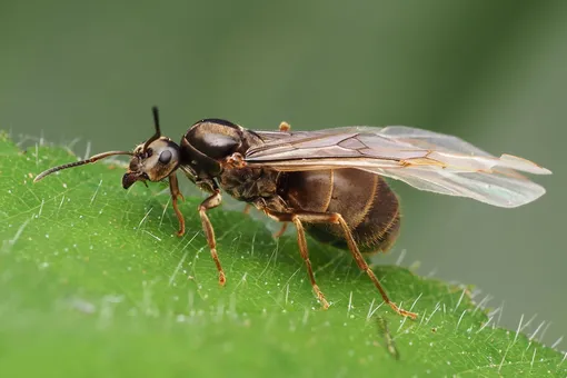Самки муравья достигают в длину 1 см