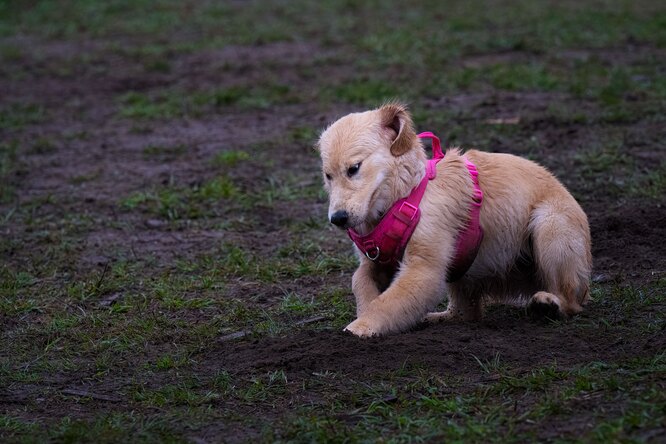 Что делать, если собаку укусил клещ: первая помощь питомцу при укусе клеща