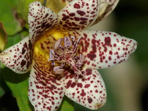 Трициртис (садовая орхидея)