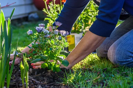 Ошибки садоводов: почему не растут многолетники?