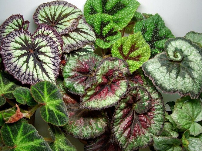 Begonia