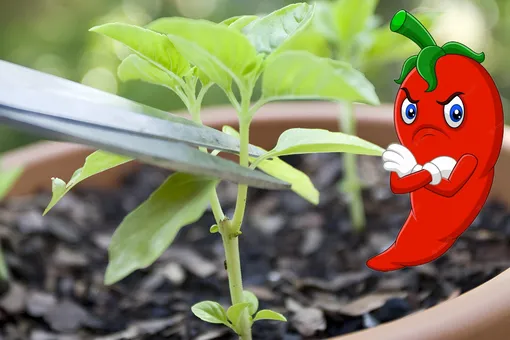 Так ли важно формировать рассаду перца: мифы и реальность огородника