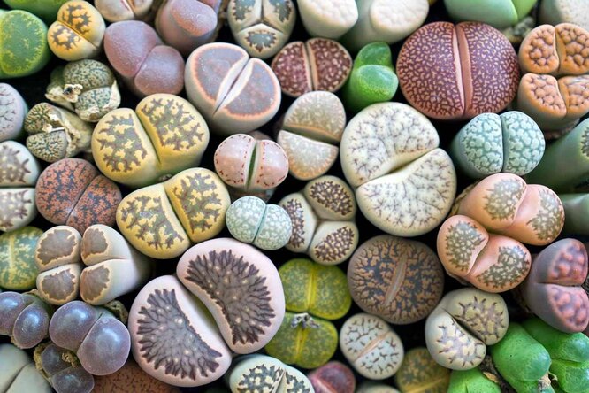 Lithops