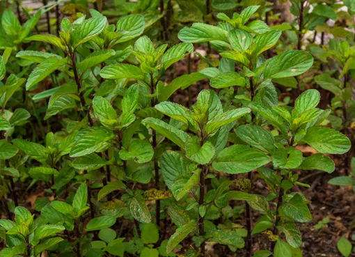 Растения для чая: мята перечная