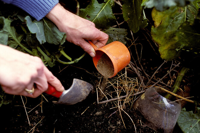 Аммиачная селитра: состав, свойства, применение удобрения в саду и огороде