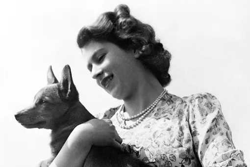 Собаки королевы: почему корги были любимой породой Елизаветы II