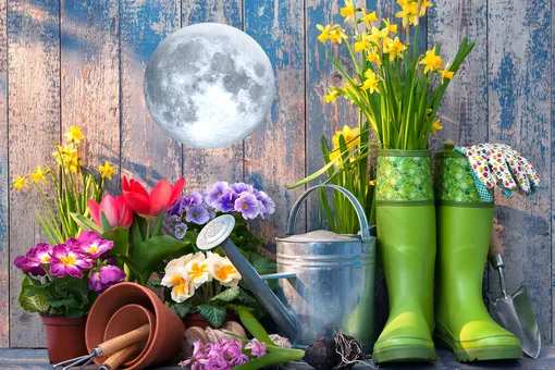 Лунный посевной календарь садовода и огородника на неделю с 4 по 10 марта 2024 года
