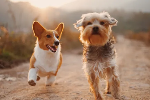 Тиндер для собак: новое приложение помогает бездомным псам найти хозяев