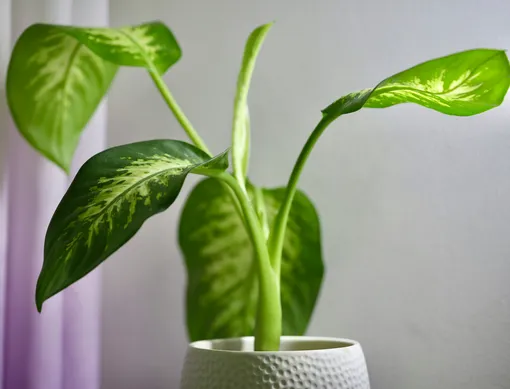 Диффенбахия — тенелюбивые комнатные растения для прихожей