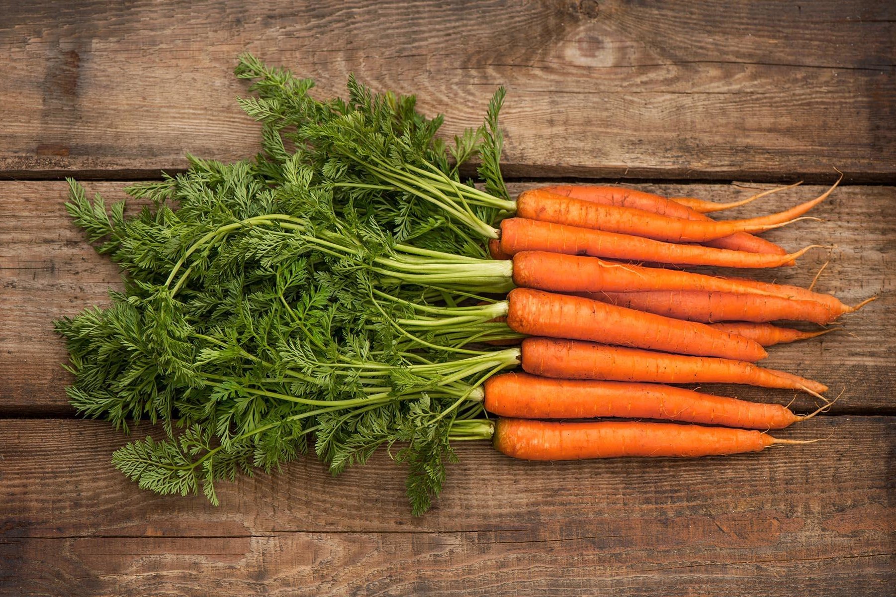 Как посадить морковь осенью под зиму: сроки, правила посадки и ухода