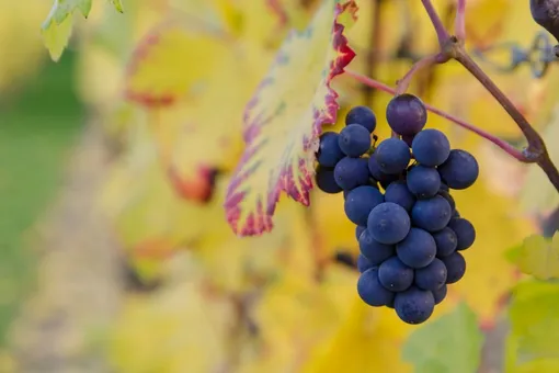 Виноградная лоза лишит малину всех полезных микроэлементов