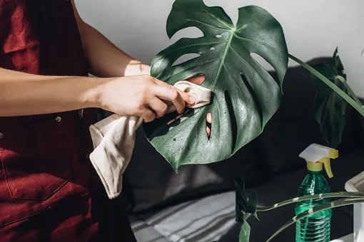 Как очищать листья комнатных растений