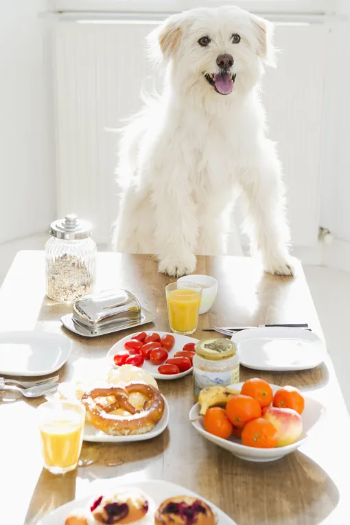 Собака стоит лапами на столе с едой, какие фрукты нельзя давать собакам