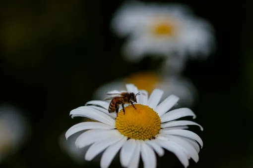 Пчёлам нравится сочетание белого с жёлтым